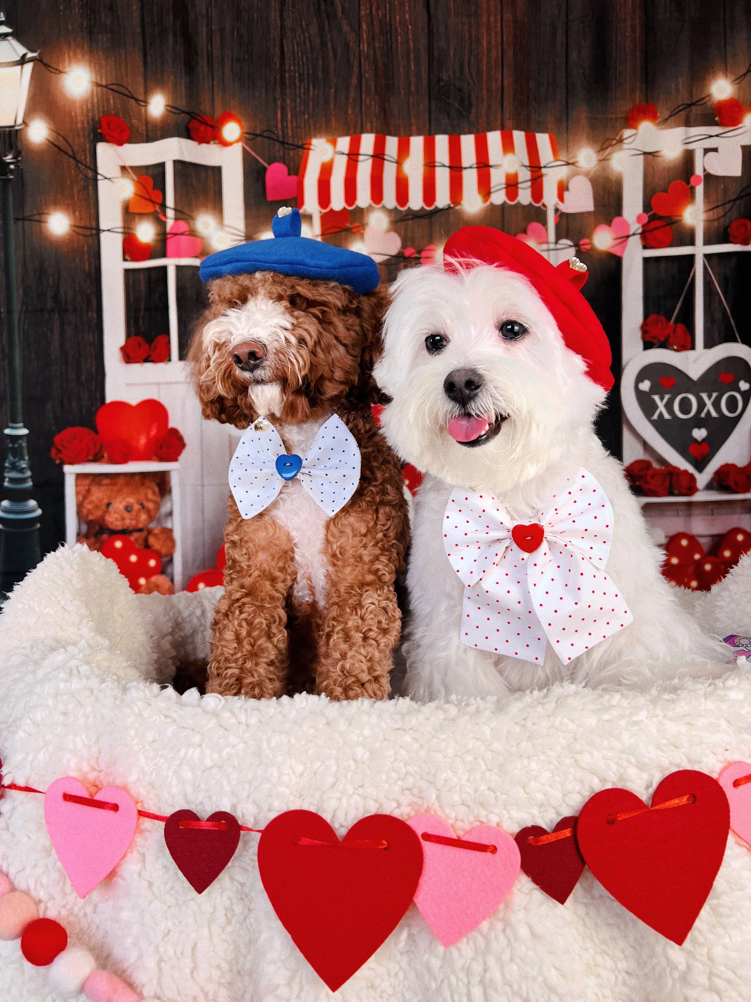 Amor Bow Tie/Hair Bow