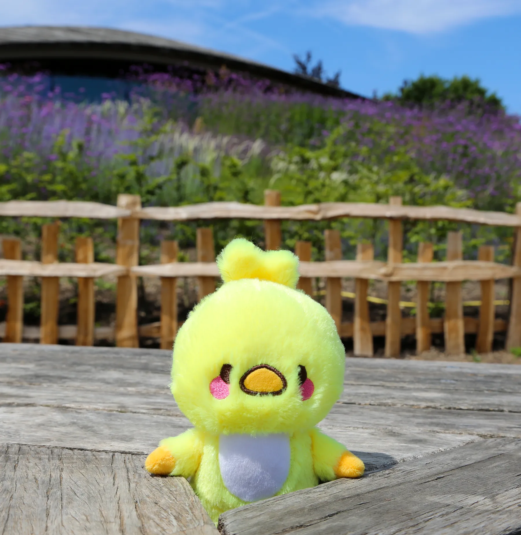 Hiyoko plush ✦RARE✦ •⊝•