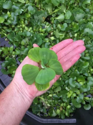 Koi Pond Plant Custom Combo U CHOOSE Floating Water Hyacinth Lettuce Iris Jenny