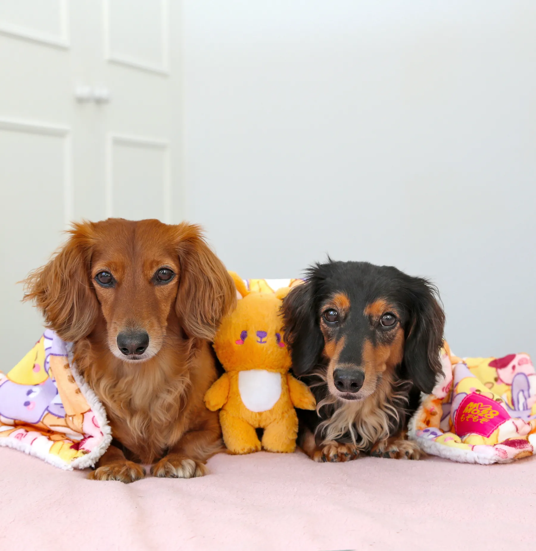 Tomo-kuma plush •ᴥ• ふわふわクマ ✦RARE✦